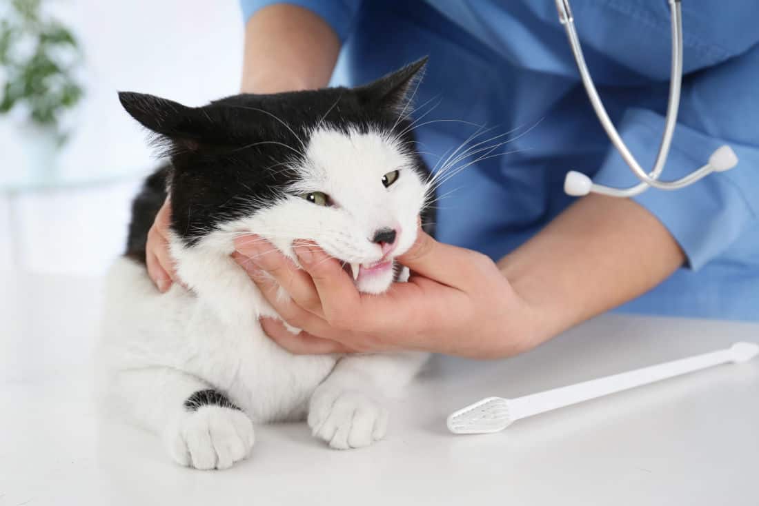 Cat Being Checked for Periodontal Disease