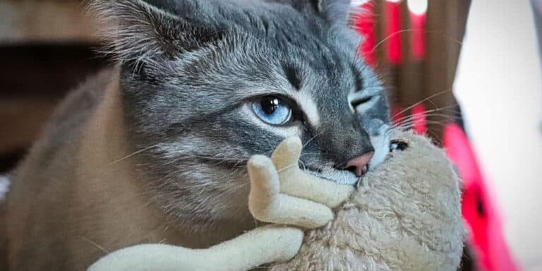 why do cats meow with toy in mouth
