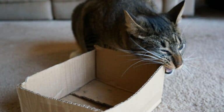 Cat eating cardboard