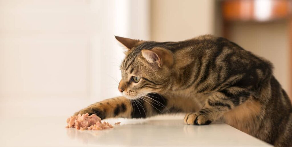 Why Does My Cat Eat With His Paw? - Cat Attitudes