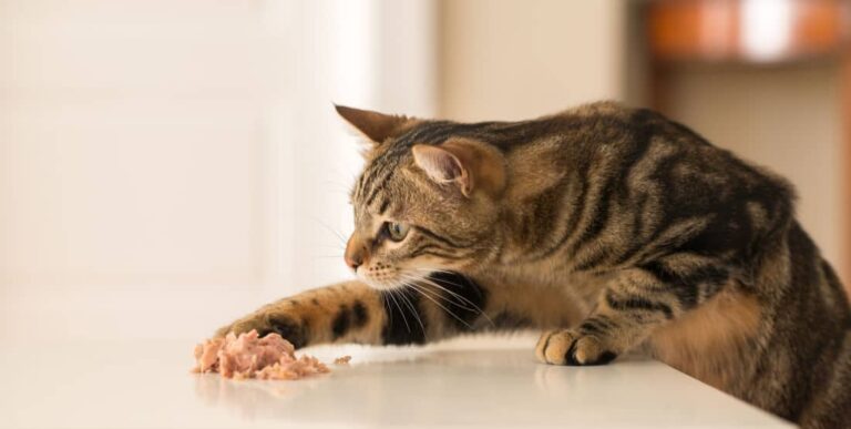 Cat eating with its paw