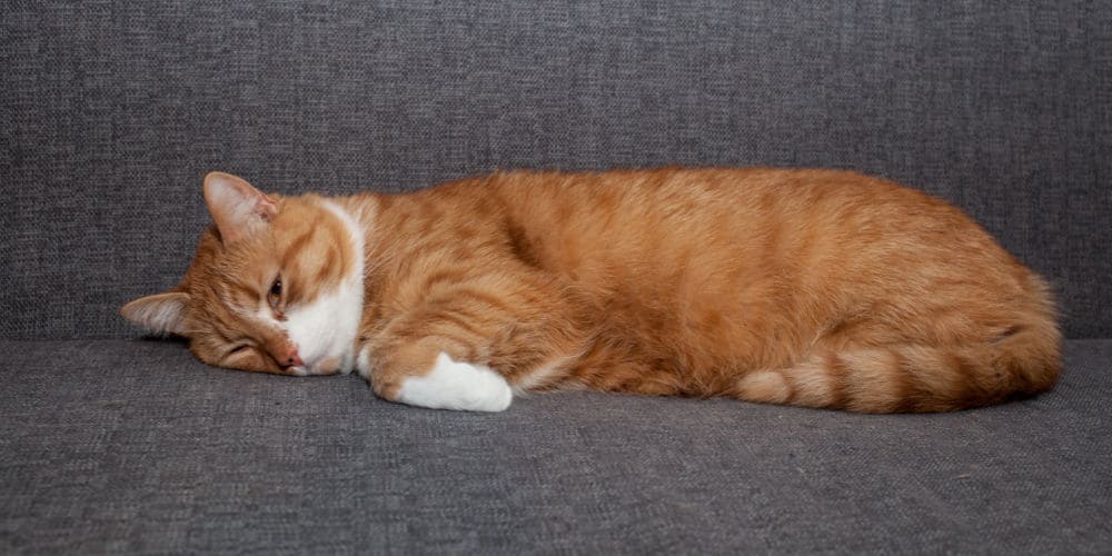 Lethargic cat lying on the floor