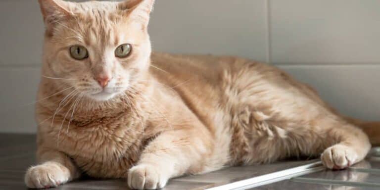 How to Keep Cats off Counters: 8 Methods to Try