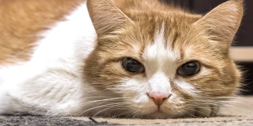 Cat Lying on the Floor