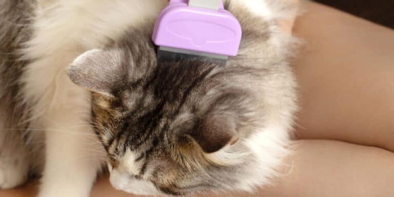 Cat Being Groomed