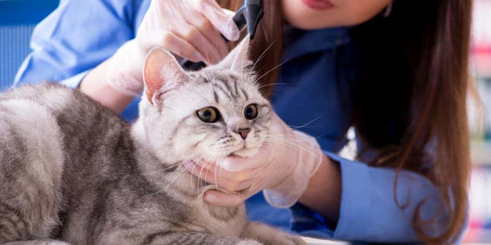 Cat Getting an Examination