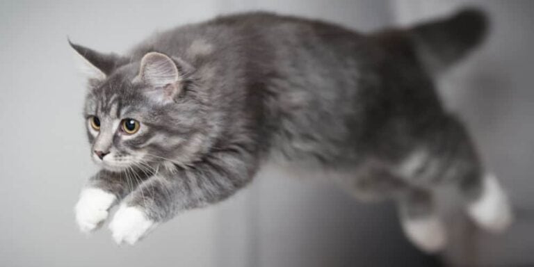 How High Can a House Cat Jump?