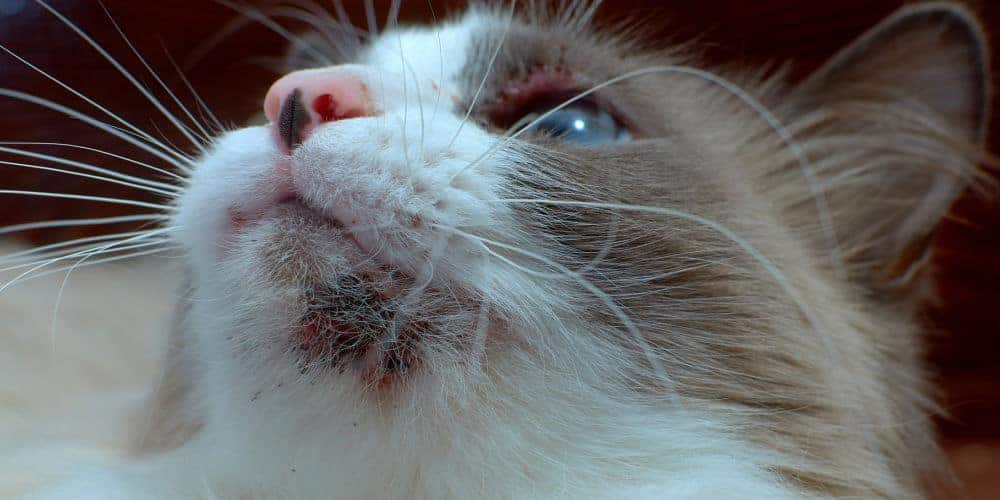 How to Treat Cat Acne