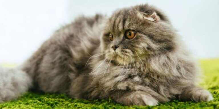 Cat with matted fur