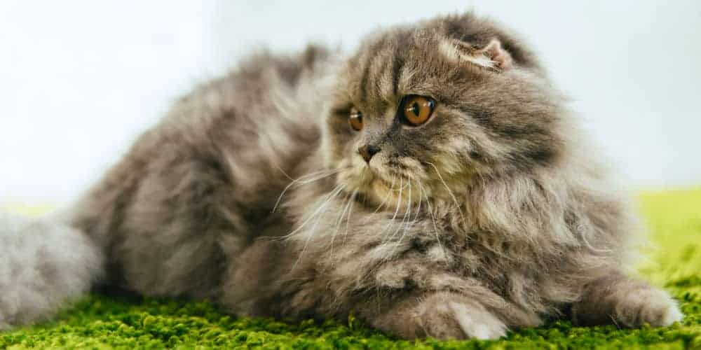 Cat with matted fur