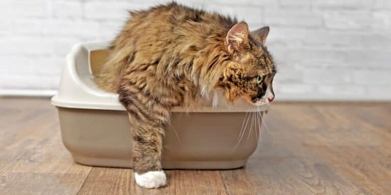 Why Do Cats Poop on the Floor?