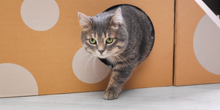 8 Cardboard Cat Houses for Indoor Cats