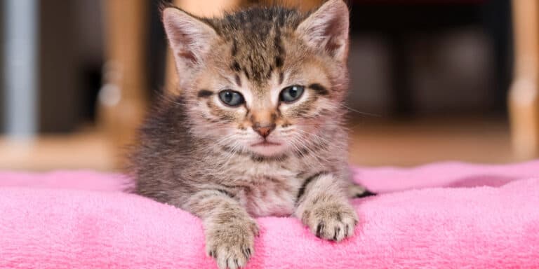 Kitten Care Supplies You Need for Your New Kitten