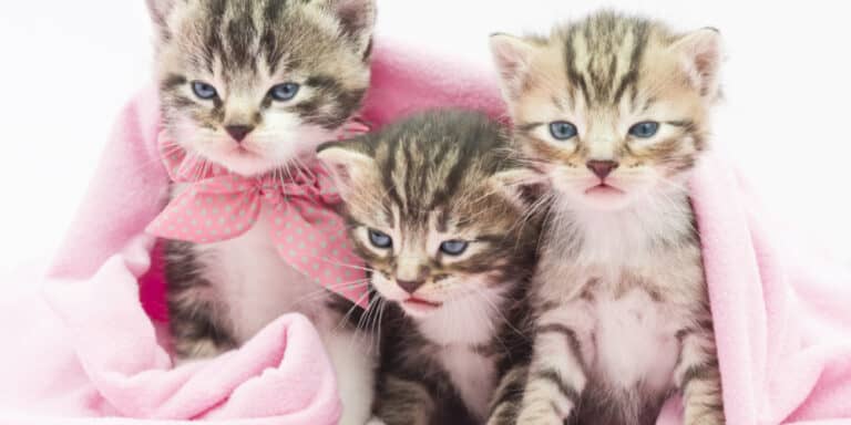 Kitten Care Tips 3 Kittens